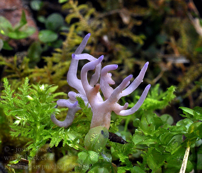 Ramariopsis pulchella Clavaria Kuřinec lilákový Lila koraaltje