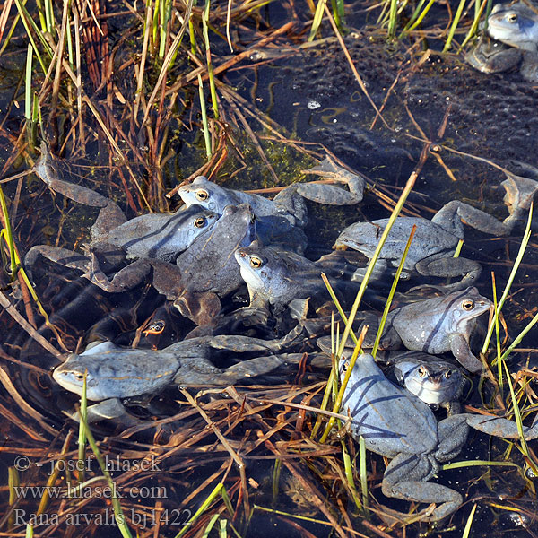 Лягушка остромордая болотная
