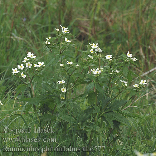 Ranunculus platanifolius Platanenblättriger Hahnenfuß Large White Buttercup