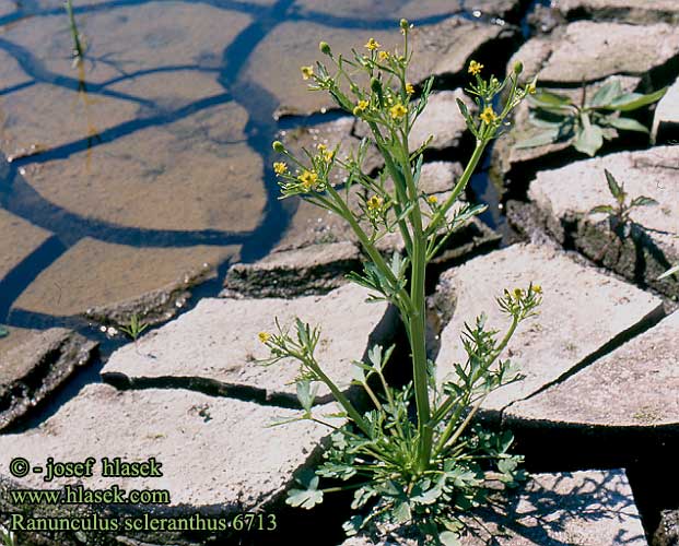 Ranunculus sceleratus Celery-leaved Crowfoot Gift-Hahnenfuß Jaskier jadowity