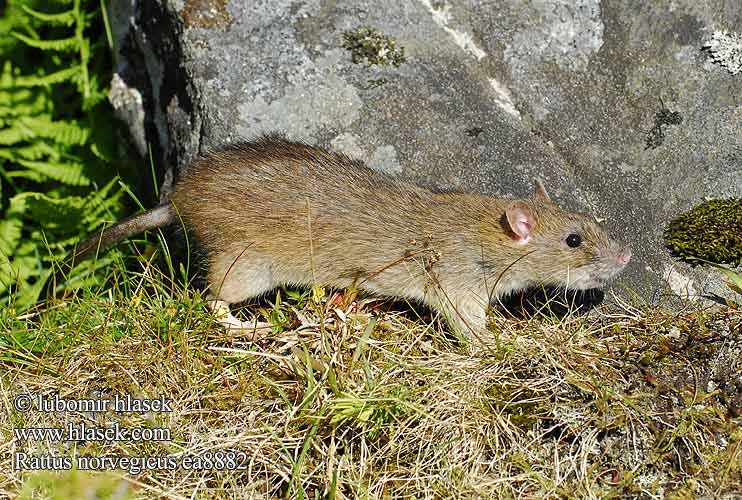 Rattus norvegicus ea8882