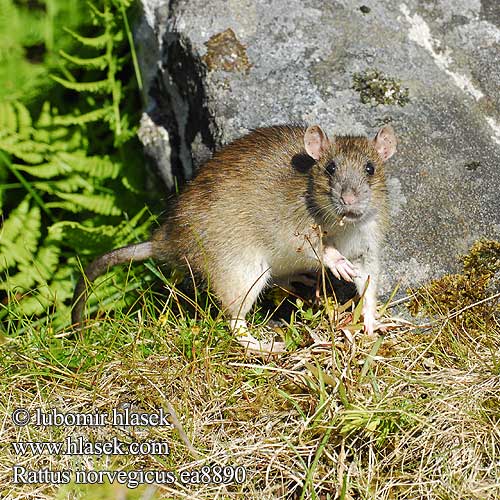 Rattus norvegicus ea8890
