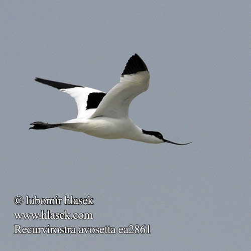 Recurvirostra avosetta ea2861