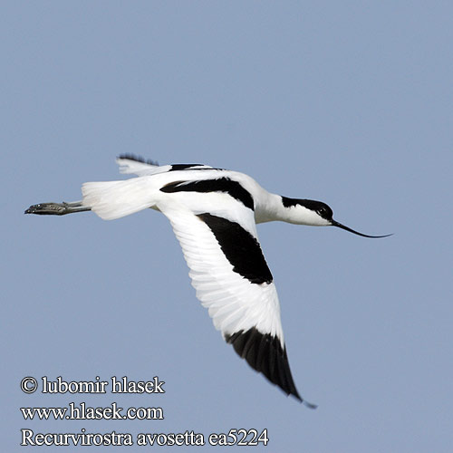 Recurvirostra avosetta ea5224