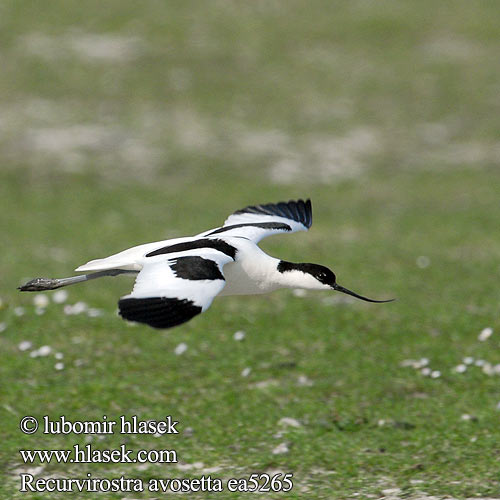 Recurvirostra avosetta ea5265