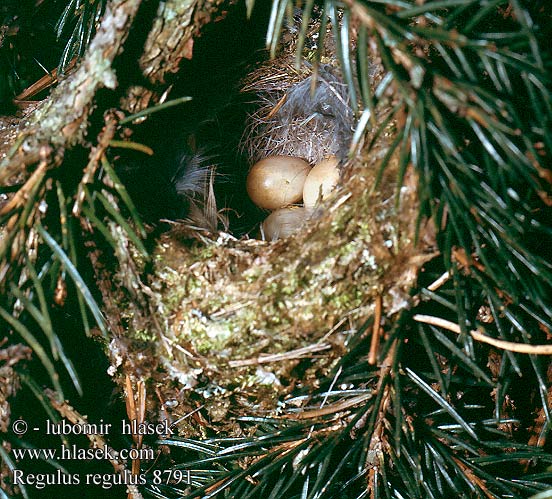 eggs nest Regulus regulus Goldcrest Wintergoldhähnchen