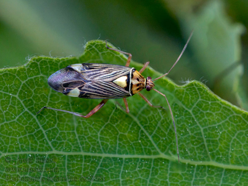 Rhabdomiris striatellus Klopuška žíhaná Eichen-Schmuckwanze Tasznik dębomir