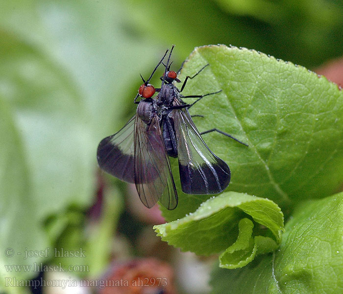 Rhamphomyia marginata