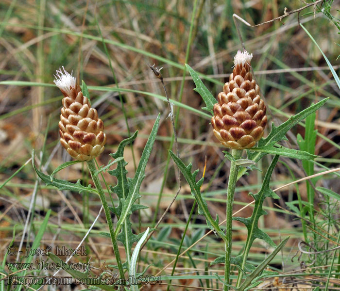 Rhaponticum coniferum Leuzea conifera