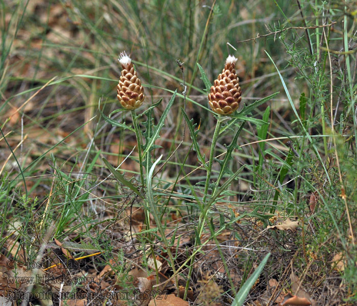 Leuzea conifera Rhaponticum coniferum