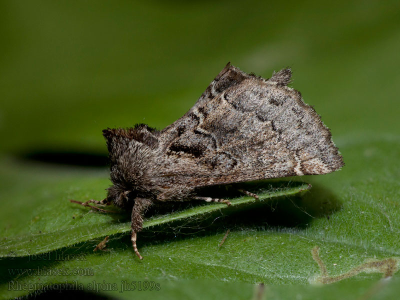 Rhegmatophila alpina