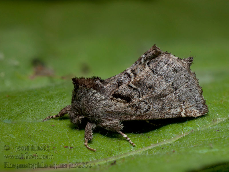 Rhegmatophila alpina