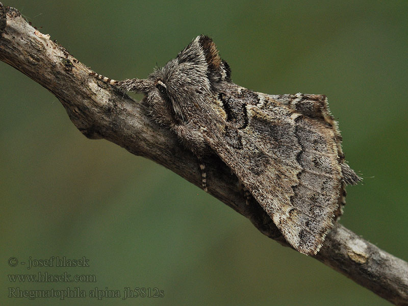 Rhegmatophila alpina