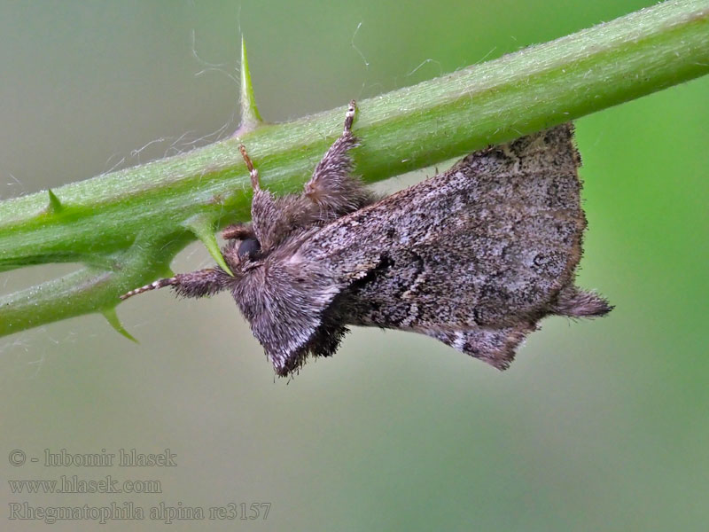 Rhegmatophila alpina