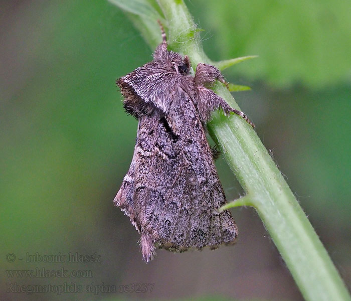 Rhegmatophila alpina