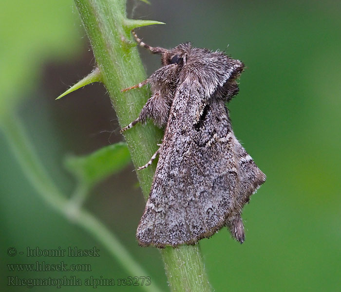 Rhegmatophila alpina