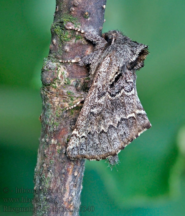 Rhegmatophila alpina