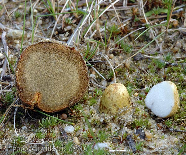 Rhizopogon vulgaris Kořenovec tenkovýtrusý Koreňovec