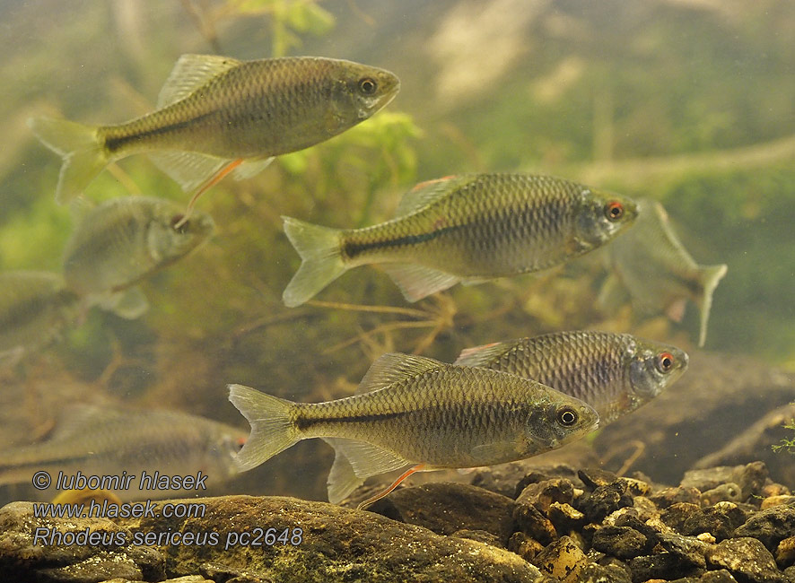 Amur Bitterling Bitter carp Rhodeus sericeus