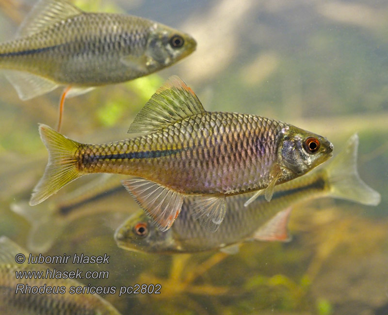 Pezdirk Acı balık Katkerokala Rhodeus sericeus