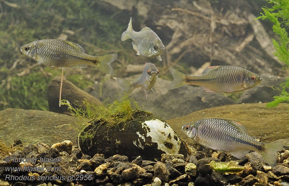 Горчак обыкновенный Μουρμουρίτσα Rhodeus sericeus