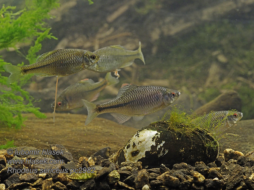 Lopatka dúhová Gavčica Гірчак Rhodeus sericeus