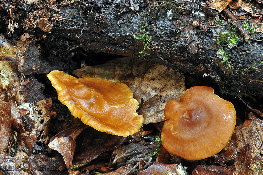 Rhodocybe nitelina Machovec lesklý Orangebrun Troldhat
