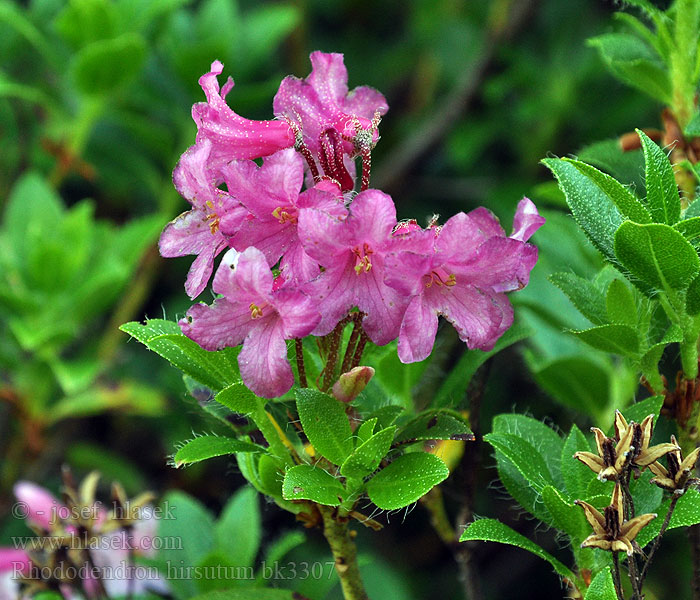 Rhododendron hirsutum Pěnišník chlupatý