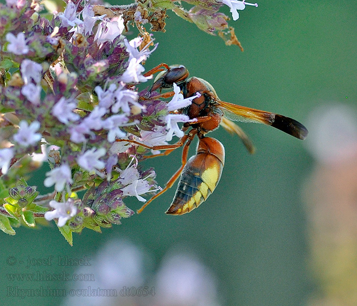 Rhynchium oculatum