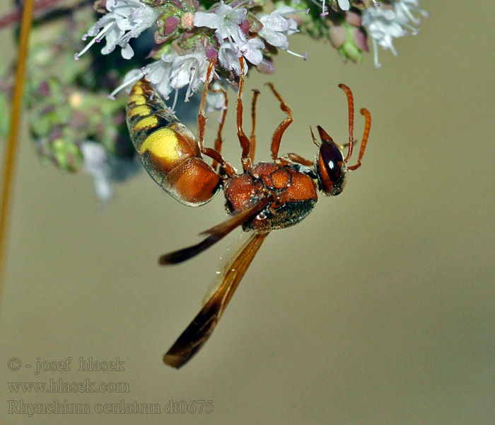 Rhynchium oculatum