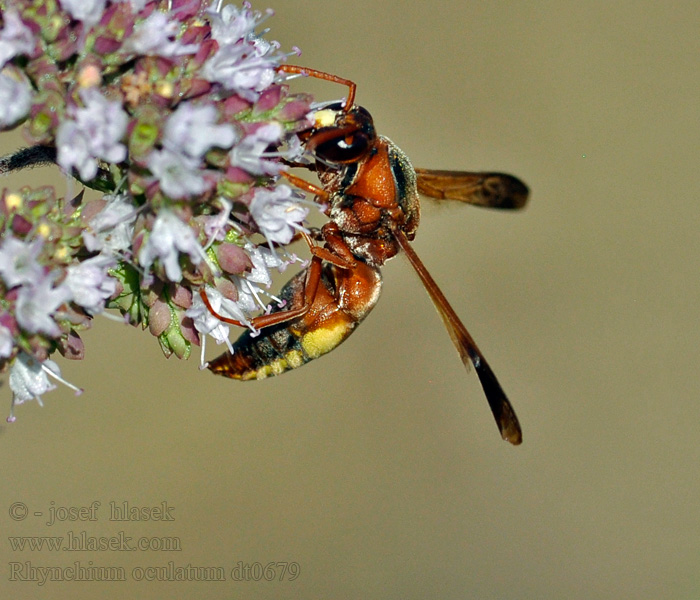 Rhynchium oculatum