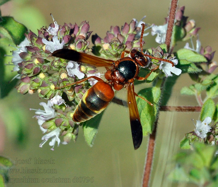 Rhynchium oculatum