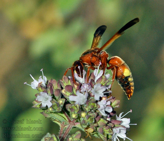 Rhynchium oculatum