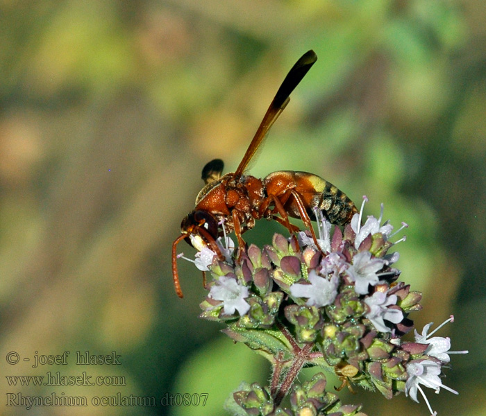 Rhynchium oculatum