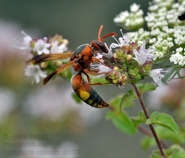 Rhynchium oculatum