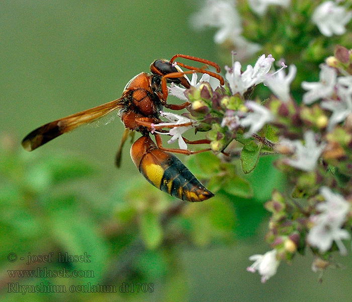 Rhynchium oculatum