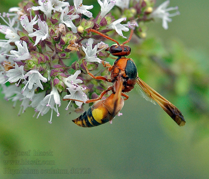 Rhynchium oculatum