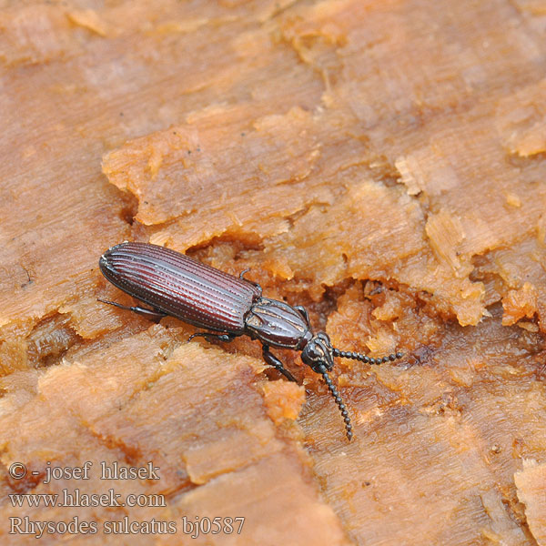 Wrinkled Bark Beetle Ризод бороздчатый Rhysodes sulcatus Rýhovec pralesní Furchenwalzenkäfer Zagłębek bruzdkowany