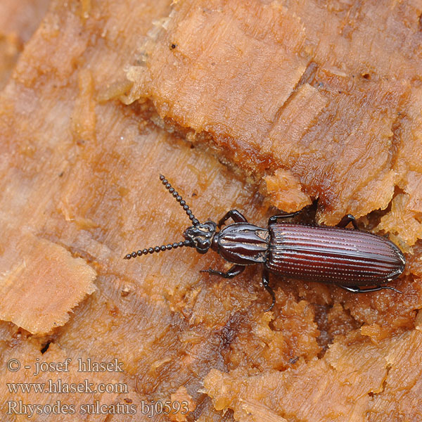 Rhysodes sulcatus Wrinkled Bark Beetle Ризод бороздчатый Rýhovec pralesní Furchenwalzenkäfer Zagłębek bruzdkowany