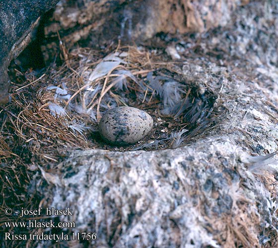 eggs nest Dreizehenmöwe Mouette tridactyle Gaviota Tridáctila