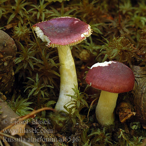 Russula alnetorum al6546