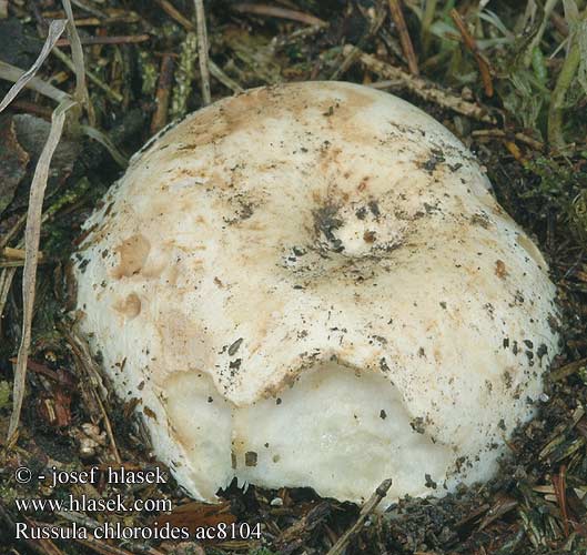 Russula chloroides Weiß-Täubling Gołąbek wąskoblaszkowy