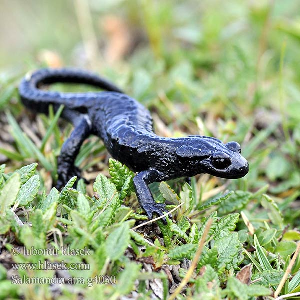 Alpensalamander Alpesi szalamandra Salamandra čierna Mlok černý