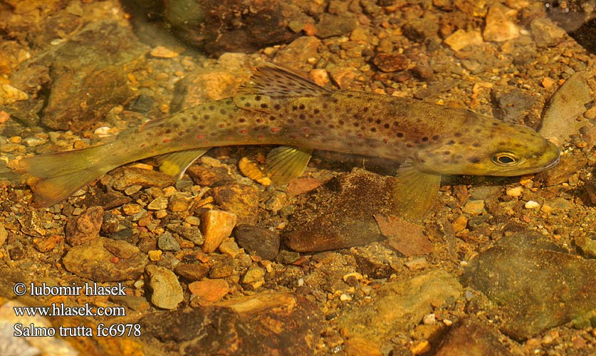 Salmo trutta fario Brown trout Truita comuna Pstruh obecný