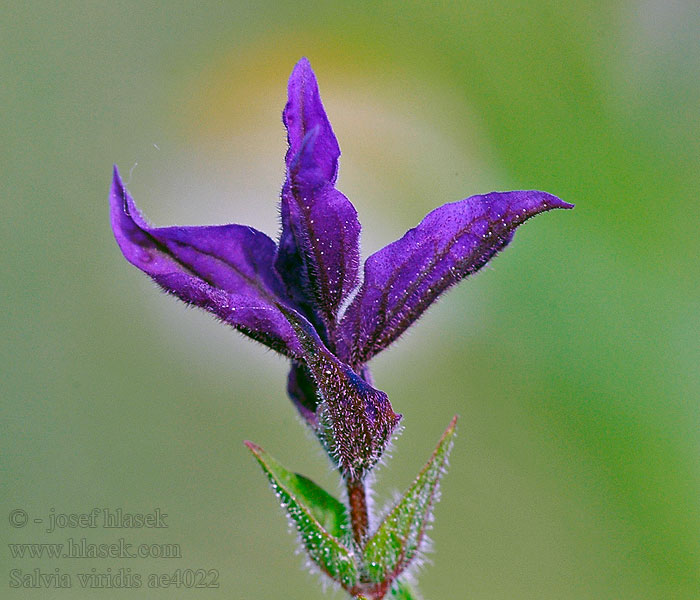 Salvia viridis Šalvia zelená Шалфей зелёный