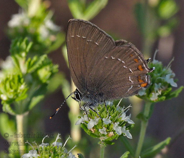 Brauner Eichen-Zipfelfalter Ogończyk ostrokrzewowiec Satyrium ilicis