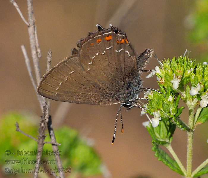 Ilex Hairstreak Thécla l'yeuse Cserfa-lepk Satyrium ilicis