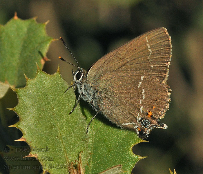 Ostrôžkár trnkový Ostruháček trnkový Satyrium spini