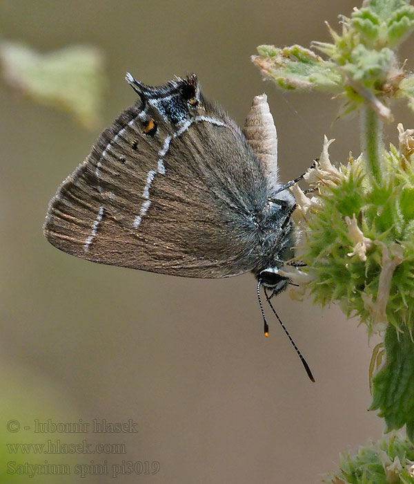 Kökénylepke Schlehenfalter Kreuzdorn-Zipfelfalter Ogończyk tarninowiec Satyrium spini