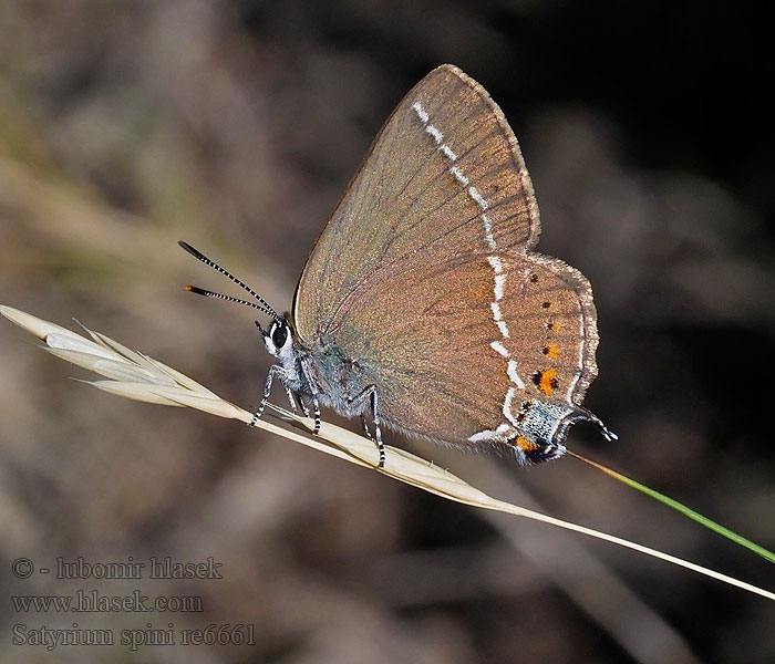 Nordmannia Blue-spot Hairstreak thécla nerpruns Satyrium spini